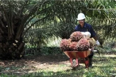 GAPKI Dorong Industri...