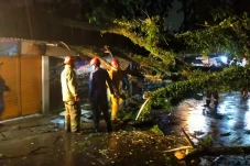 Pohon Tumbang di Jalan...
