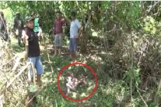 Cari Sapi Hilang, Pria...