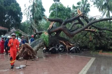 2 Polisi Tertimpa Pohon...