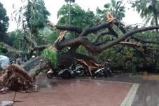 6 Orang Tertimpa Pohon...