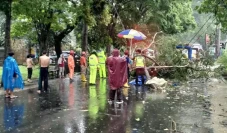 Pohon Tumbang Timpa...