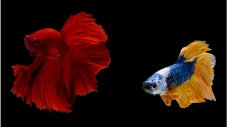 Bagaimana Cara Ikan...