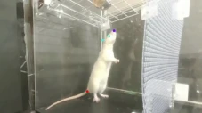 Seperti Manusia, Tikus...