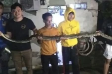 Damkar Bogor Evakuasi...