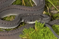Ular Naga Jawa Ditemukan,...