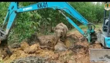 Ketika Induk Gajah Berupaya...