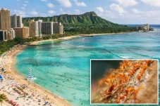 Warga Pulau Hawaii Bakal...