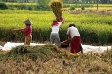 Pangkas Perbedaan Harga,...