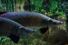 15 Daftar Ikan yang...
