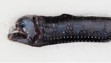 Mengerikan, Wujud Ikan...