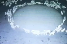 Misteri Kawanan Domba...