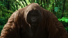 Temuan Orangutan Setinggi...