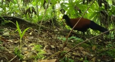 Merpati Hitam Superlangka...
