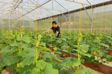 Petani Bali Diajak Kembangkan...