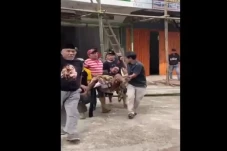 Nahas! Pria di Tana...