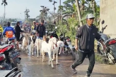 Erupsi Semeru, Hewan...