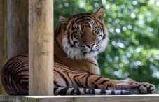 Induk Harimau Sumatra...