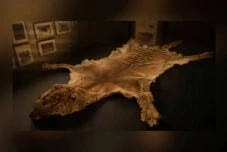 Bangkai Harimau Tasmania...