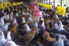 Ketua Koperasi Peternak...