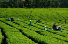 Milenial di BUMN Perkebunan...