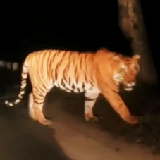 Kemunculan Harimau Jawa...