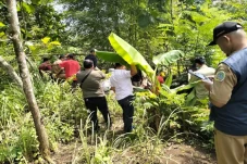 Heboh Macan Gentayangan,...