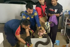 Ular Sanca 4 Meter Sembunyi...