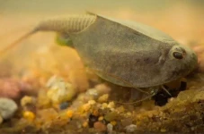 Udang Kecebong Triops...