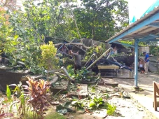 Pohon Tumbang Timpa...