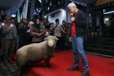 Kembangkan Domba Batur,...