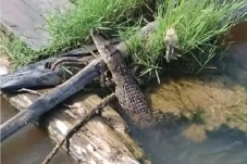 Kemunculan Buaya di...