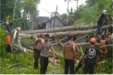 Pohon Besar Tumbang...