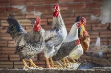 Berumur 20 Tahun, Ayam...