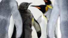 Penguin dan 65 Spesies...