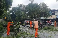 Pohon Mangga Tiga Meter...