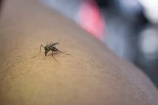 Waspada Demam Berdarah...