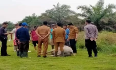 Geger, Puluhan Kerbau...