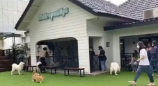 Penitipan Anjing di...