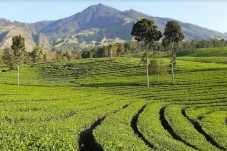 3 Destinasi Agrowisata...