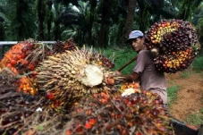 Harga Referensi CPO...