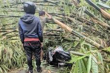 Tertimpa Rumpun Bambu...