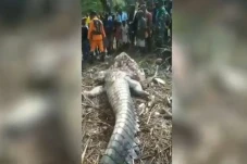 Terkam Pelajar, Buaya...