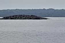 Heboh! Muncul Pulau...