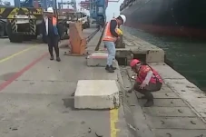 Fenomena Ikan Berterbangan...