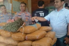Ngeri! 36 Kg Ganja Disimpan...