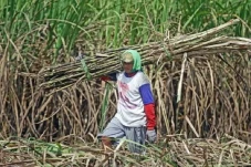Pahitnya Curhat Petani...