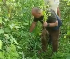Tanam Ganja di Kebun...