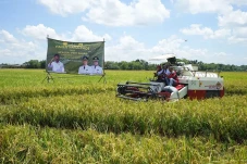 Panen Raya 2023 Dimulai,...