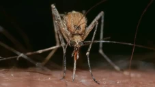 Virus Berpotensi Mematikan...